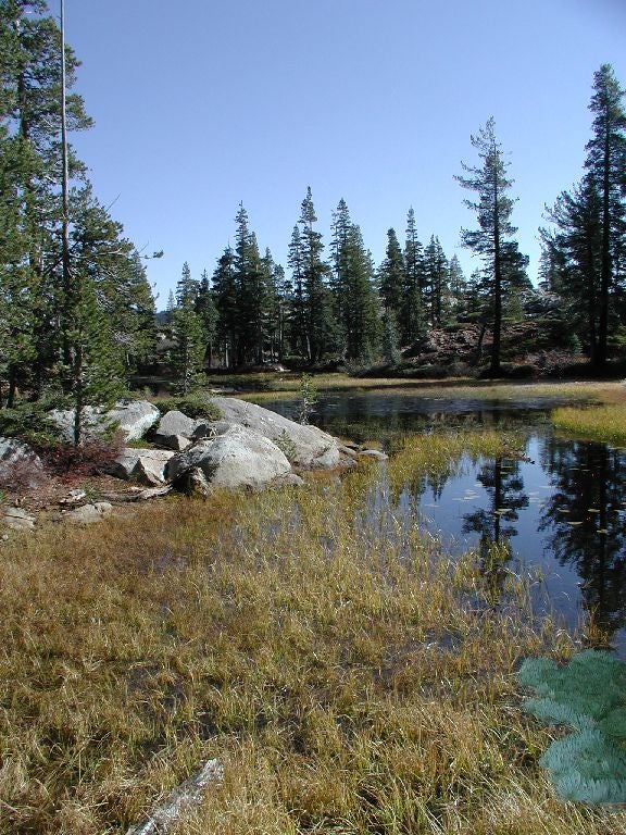 Inundated Meadow None