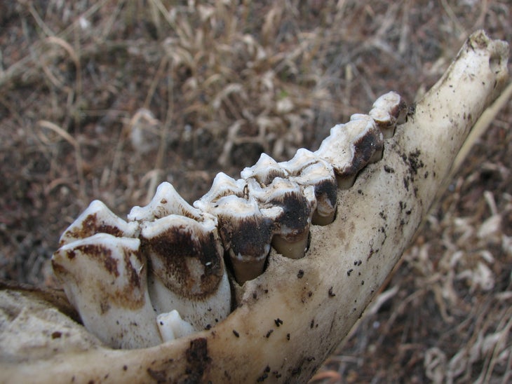 Jaw Bone None