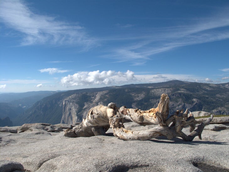 Jeffrey Pine None