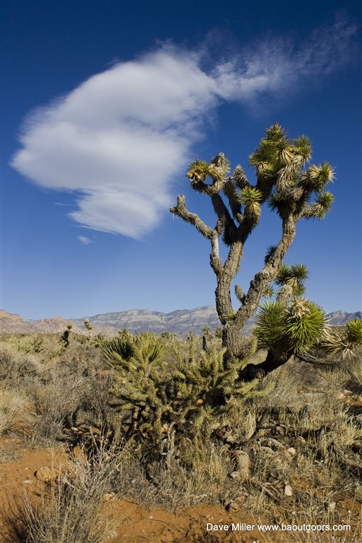 Joshua Tree and Cactus None
