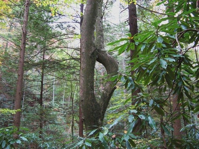 Keyhole Tree None