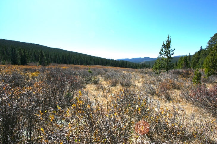 Large Meadow None