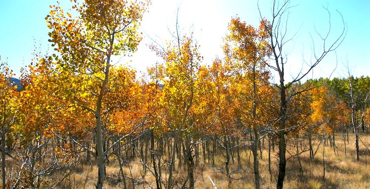 Last few aspen trees None