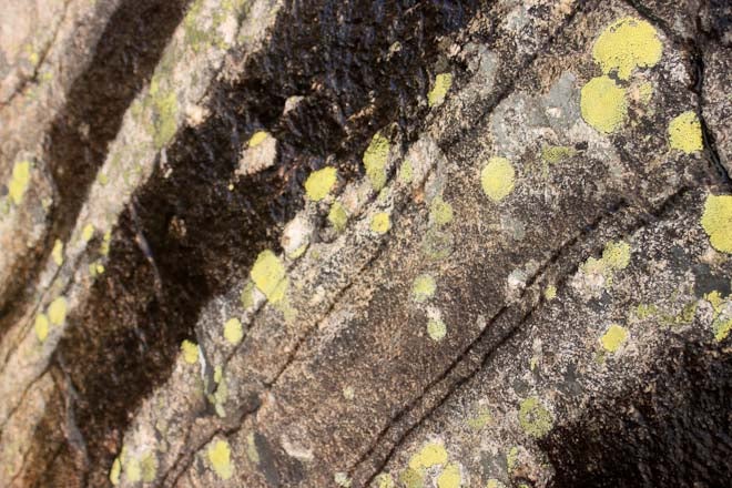 Lichen on streaked rock None