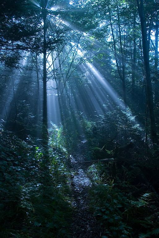 Light in the Woods None