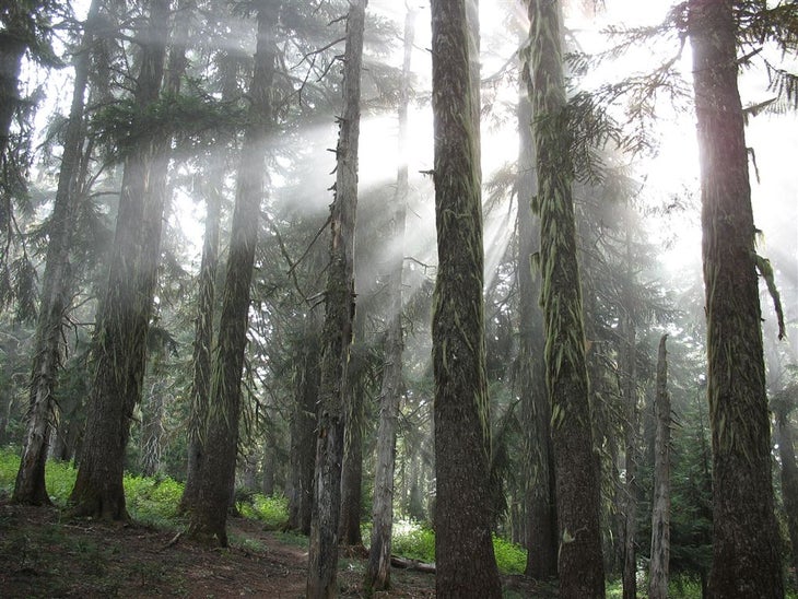 Light through lichen-draped conifers None