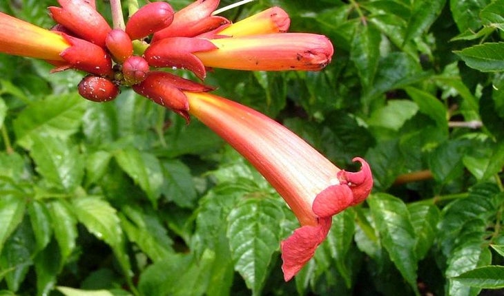 Local Flora None