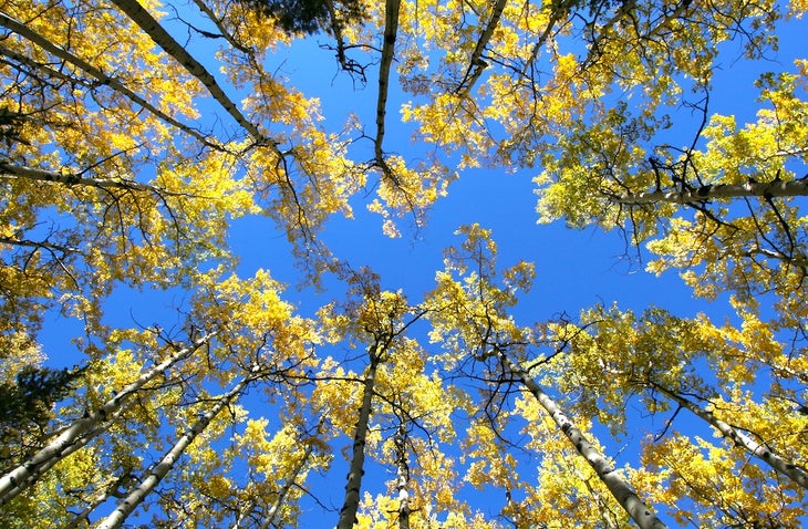 Looking up at the aspens None