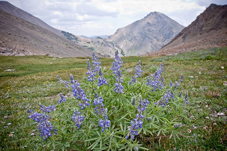 Lupine near West Pass None