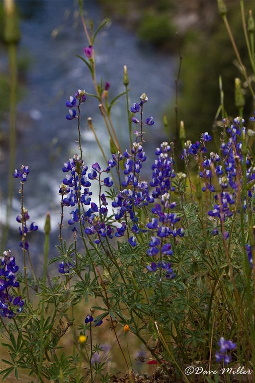 Lupine View None