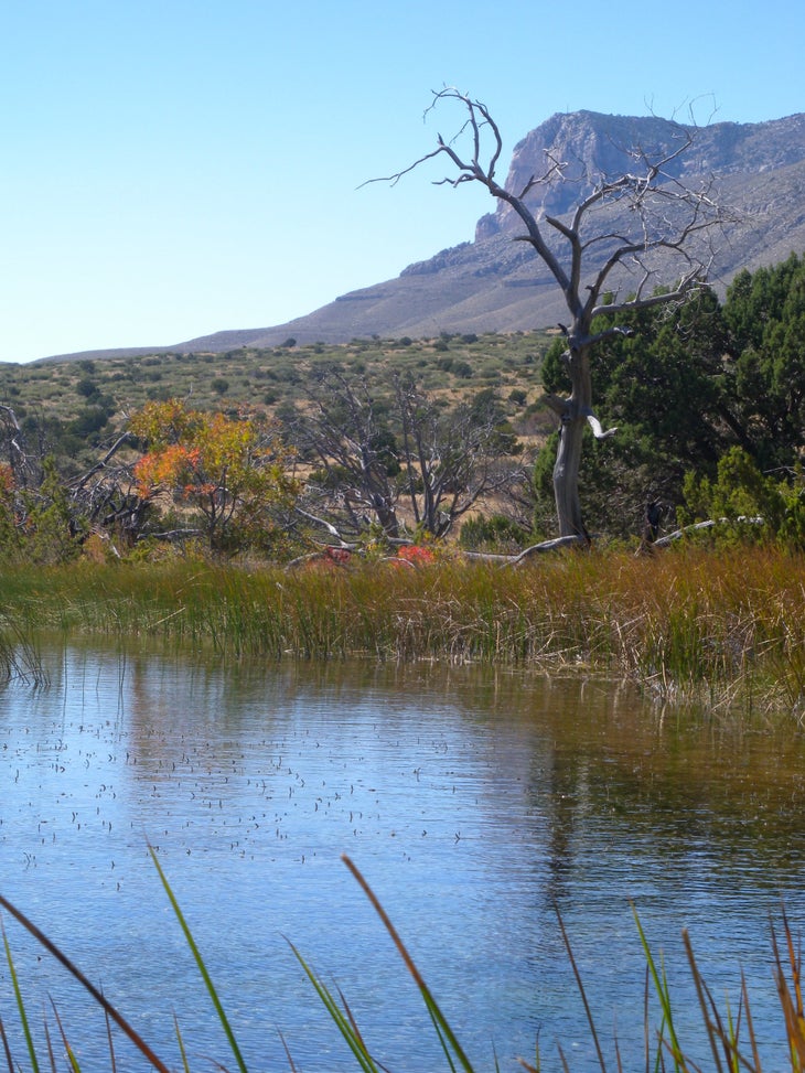 Manzanita Spring None