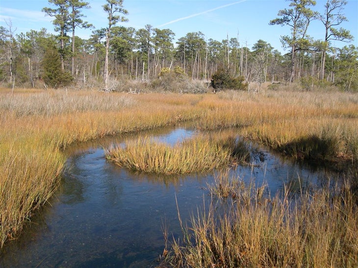 Marsh Wetlands None