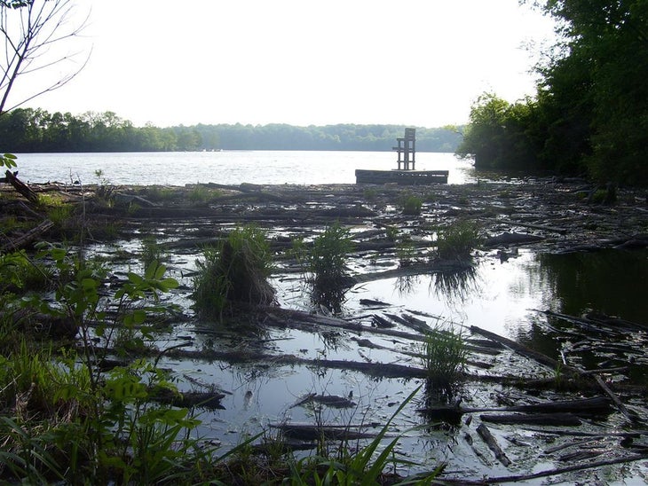 Marshy Views None