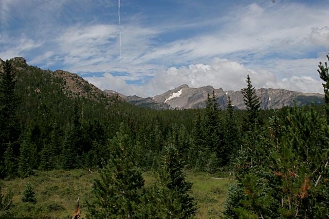 Meadow None