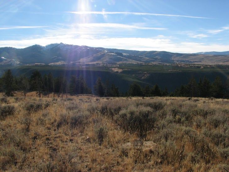 Meadow None