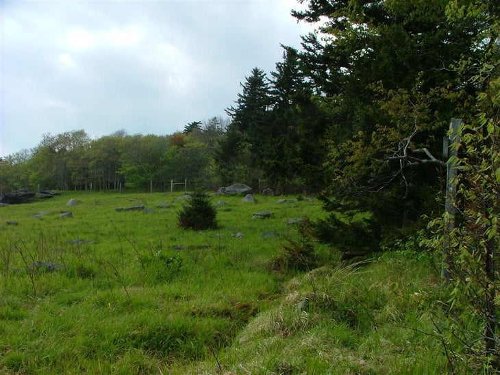 Meadow None