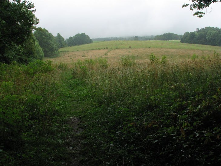 Meadows None
