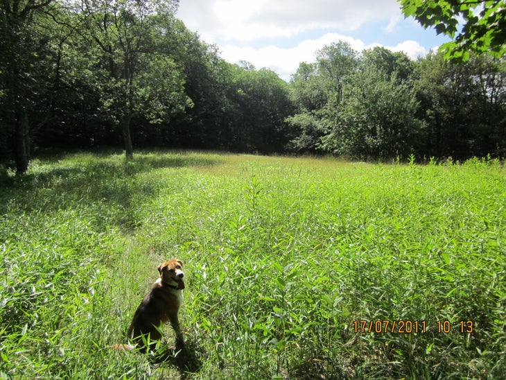 Meadows along Spring Ridge None