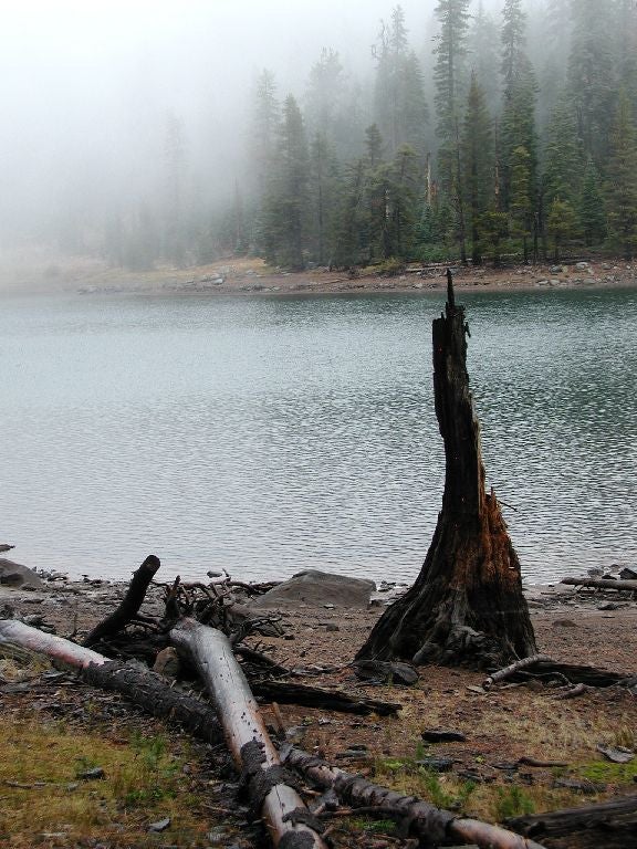 Misty Timbers None