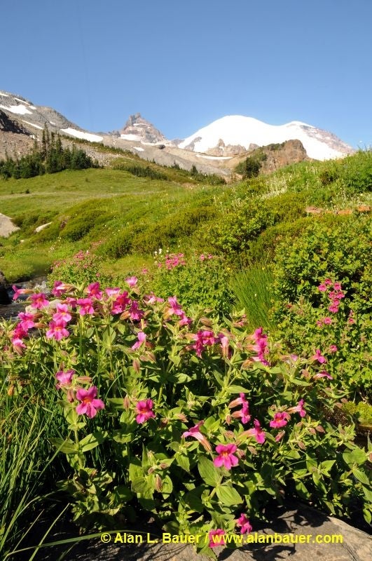 Monkeyflower None