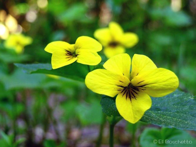 Monkeyflower None