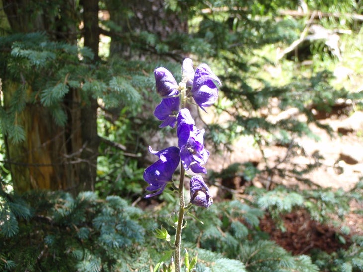 Monkshood None