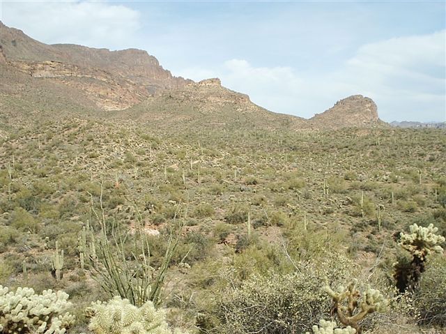 More ocotillo None