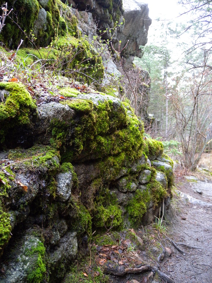 Moss None