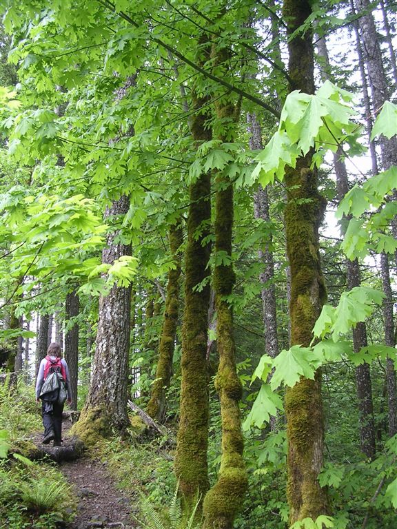 Mossy Forest None