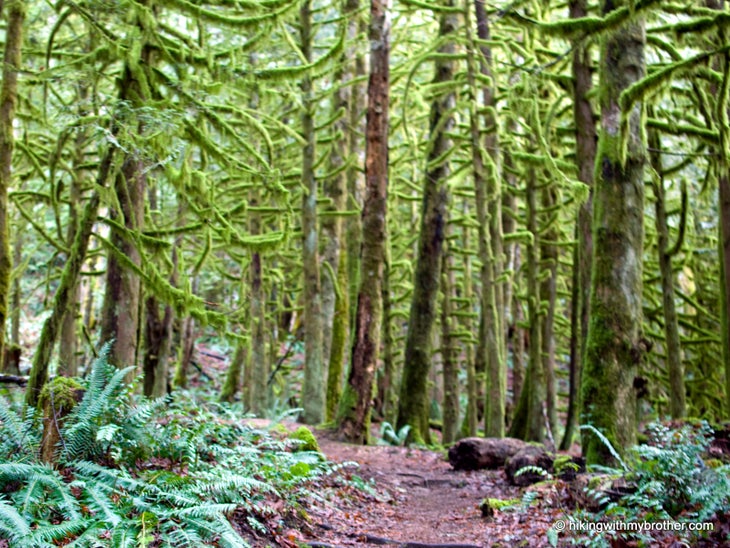 Mossy Forests None
