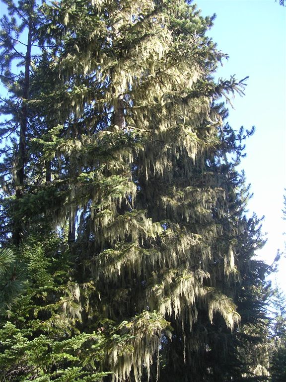 Mossy Trees None