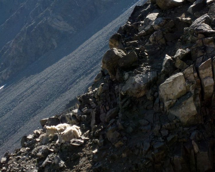 Mountain goats None