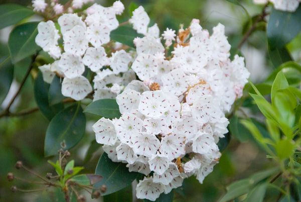 Mountain Laurel None