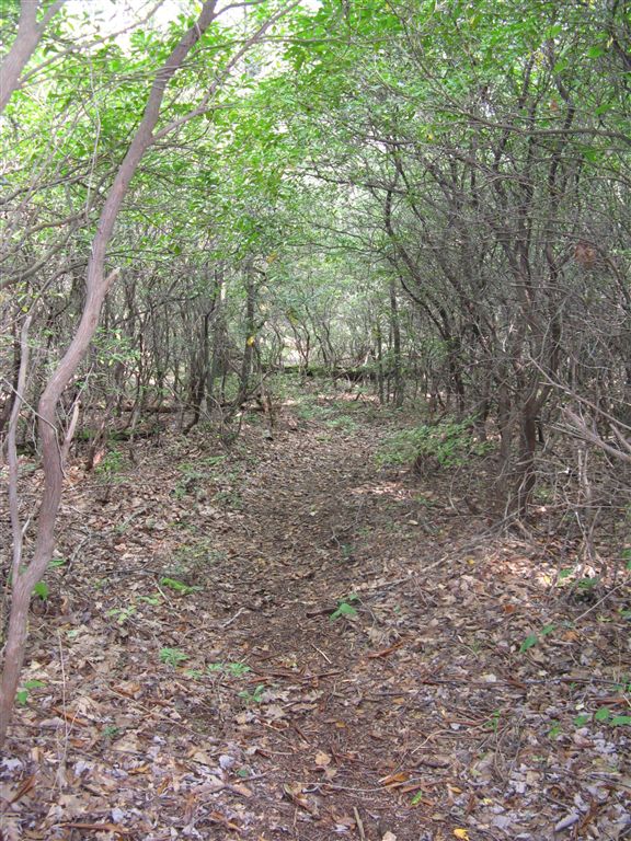 Mountain Laurel Tunnel None