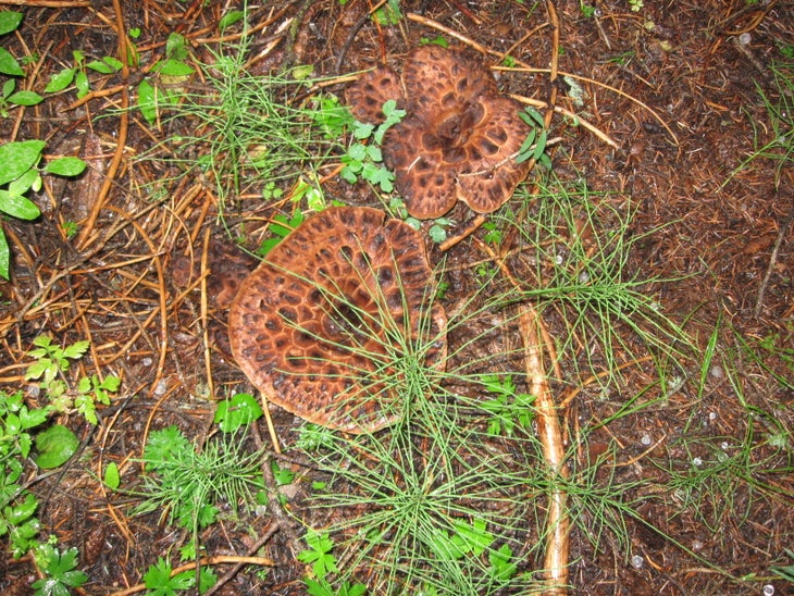 Mushrooms None