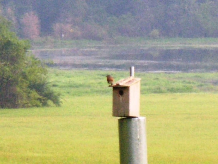 Nesting Box None