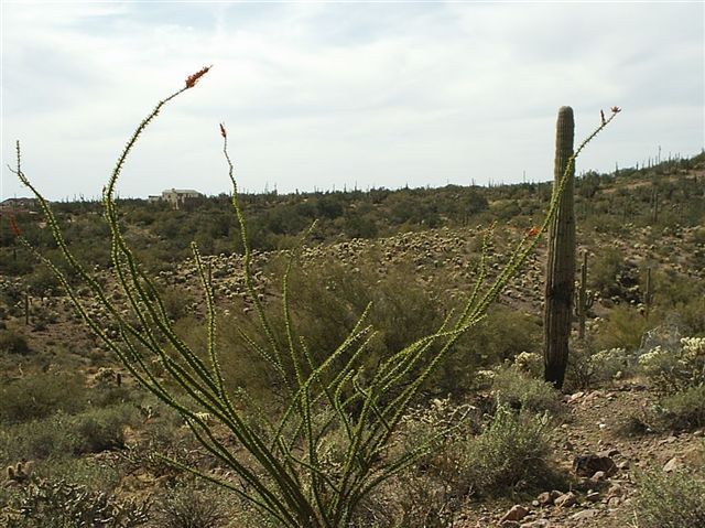 Ocotillo and saguaro None