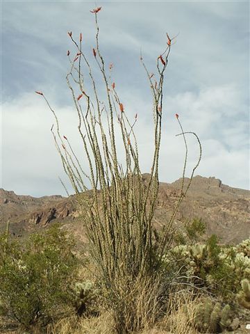 Ocotillo None