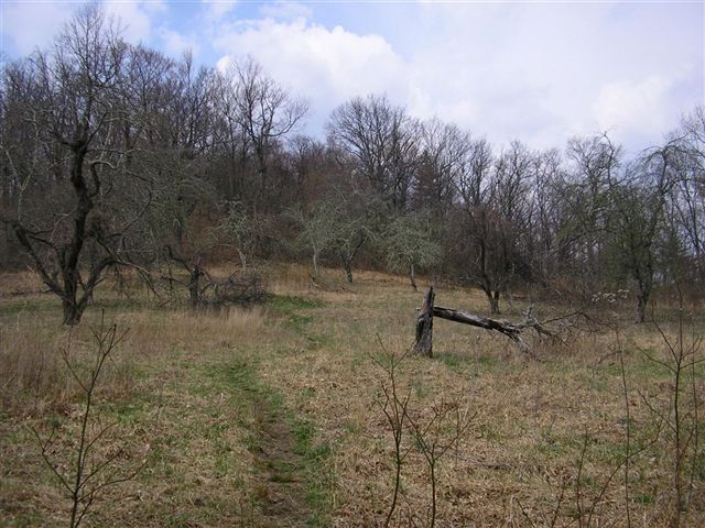 Old Apple Orchard None