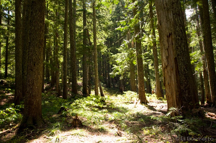 Old Growth None