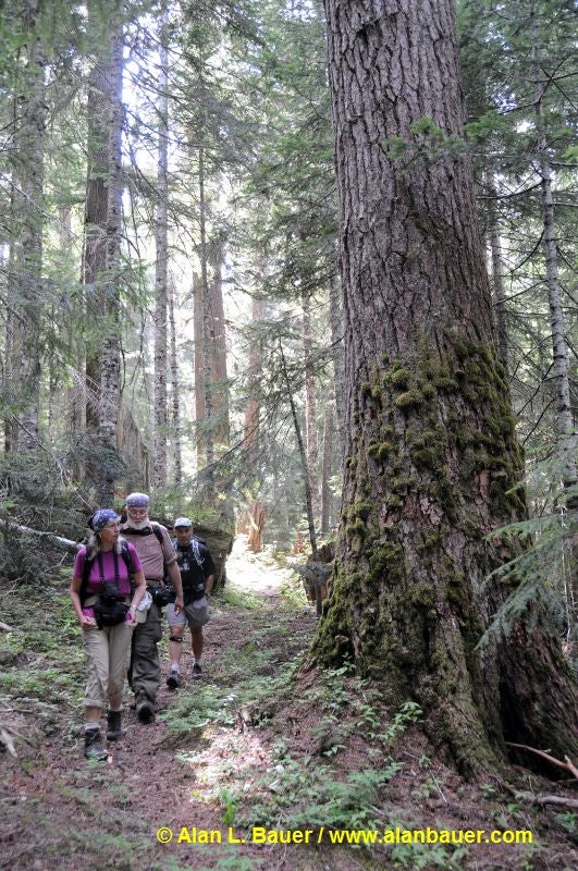 Old-Growth Forest None