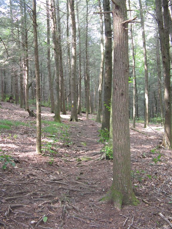 Open Hemlock Forest None