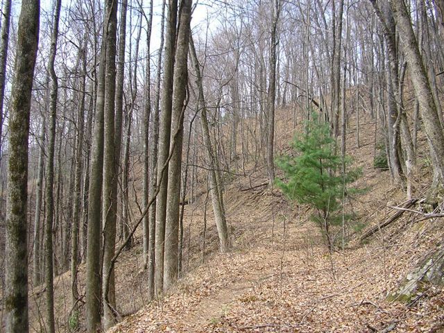 Open Woods None