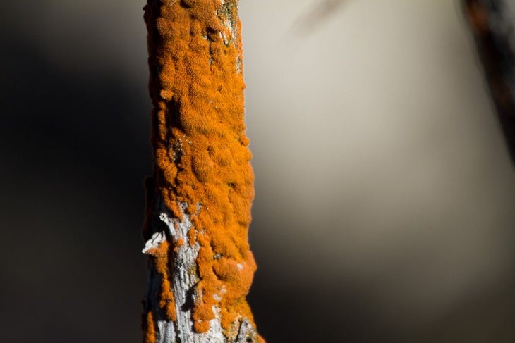 Orange Algae None