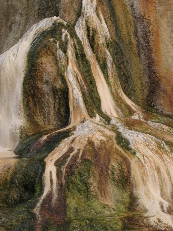 Orange Spring Mound Close-Up None