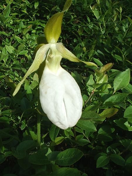 Orchid None