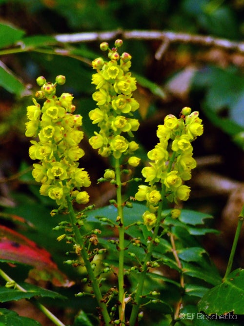 Oregon Grape None