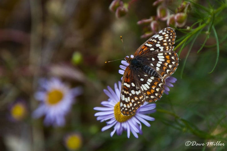 Painted Lady None