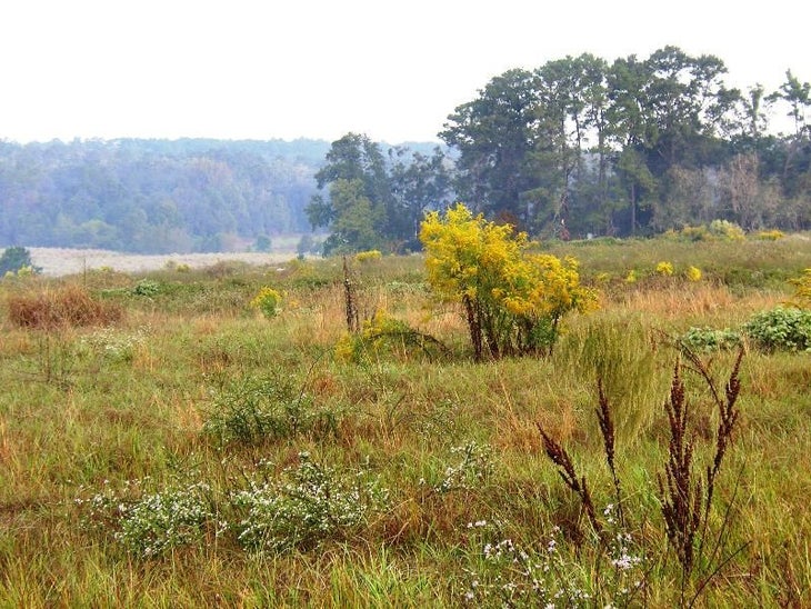 Pasture and Wildflowers None