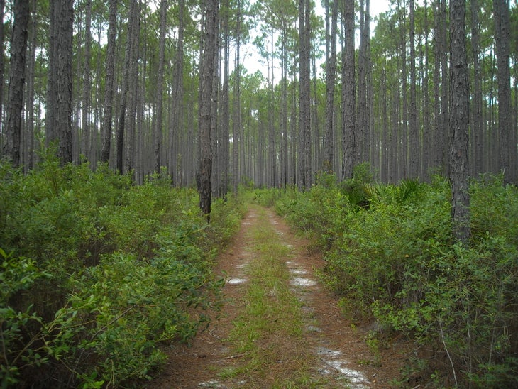 Path through Longleaf Pines None